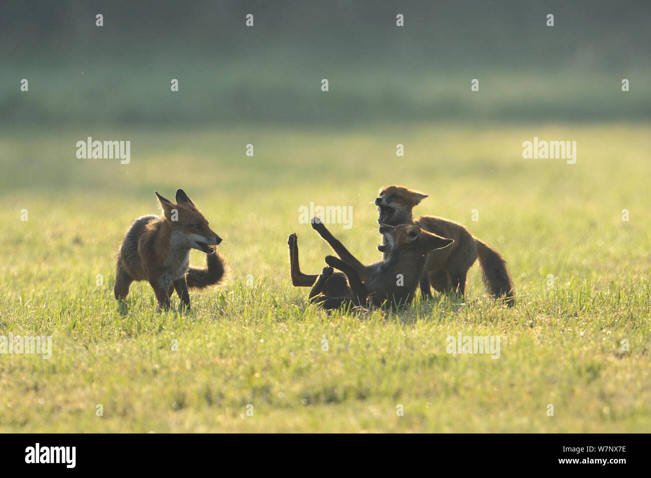 Family of Red Foxes (Vulpes vulpes) playing. Vosges, France, July. Stock Photo