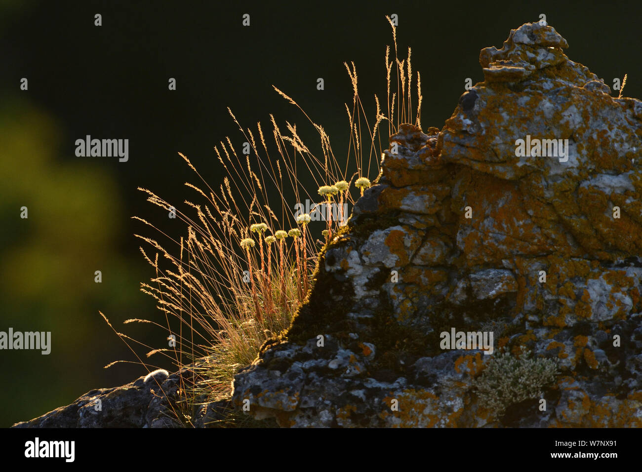 Stonecrop (Sedum sp.) Lozere, France, July. Stock Photo