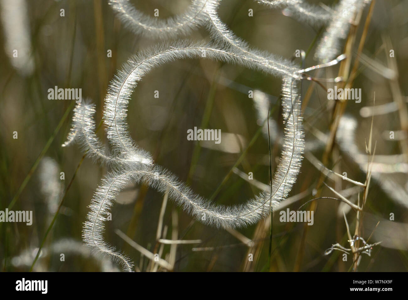 Feather Grass (Stipa pennata). Lozere, France, July. Stock Photo