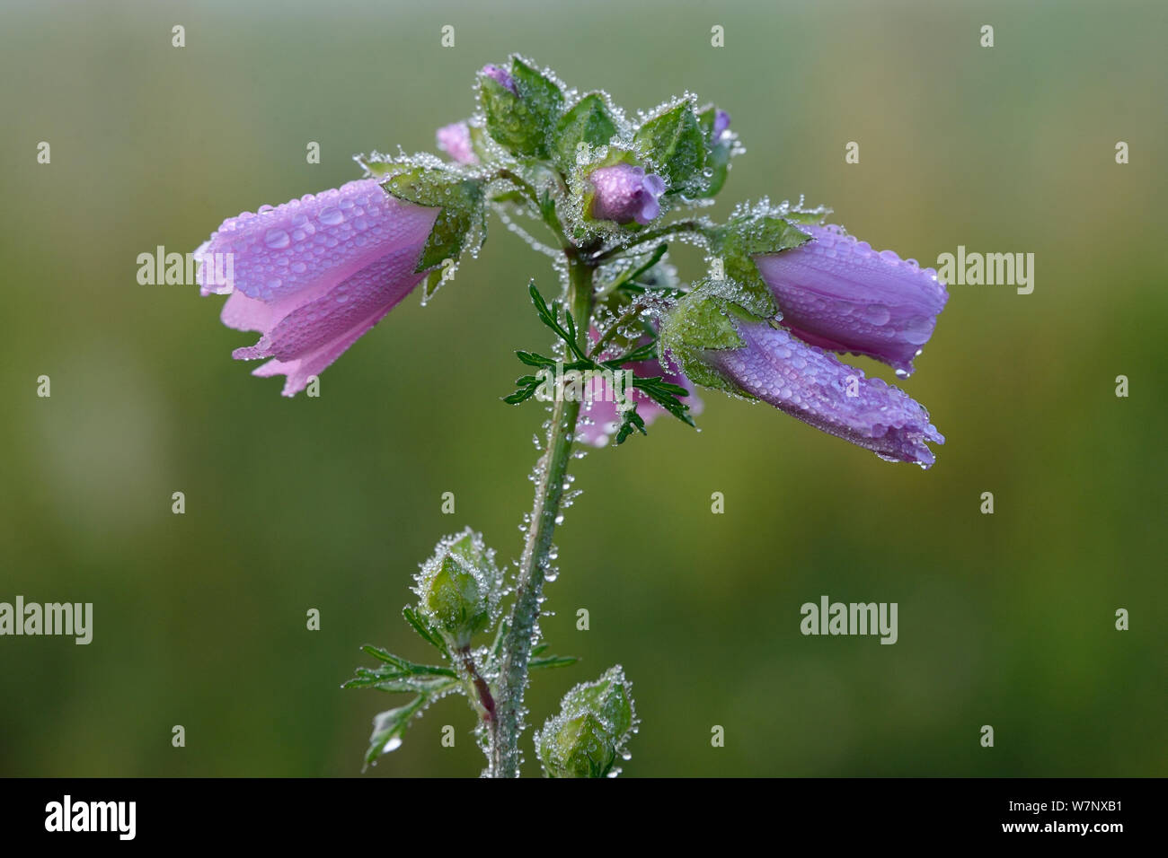 Musk Mallow (Malva moschata) in flower. Vosges, France, July. Stock Photo