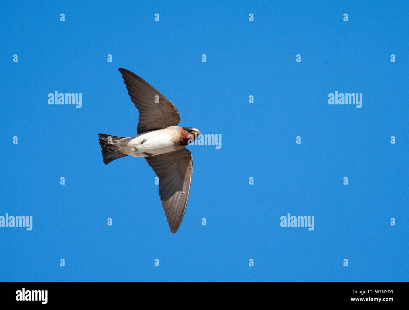 American Cliff Swallow (Petrochelidon pyrrhonota) in flight. Mono Lake Basin, California, USA, June. Stock Photo