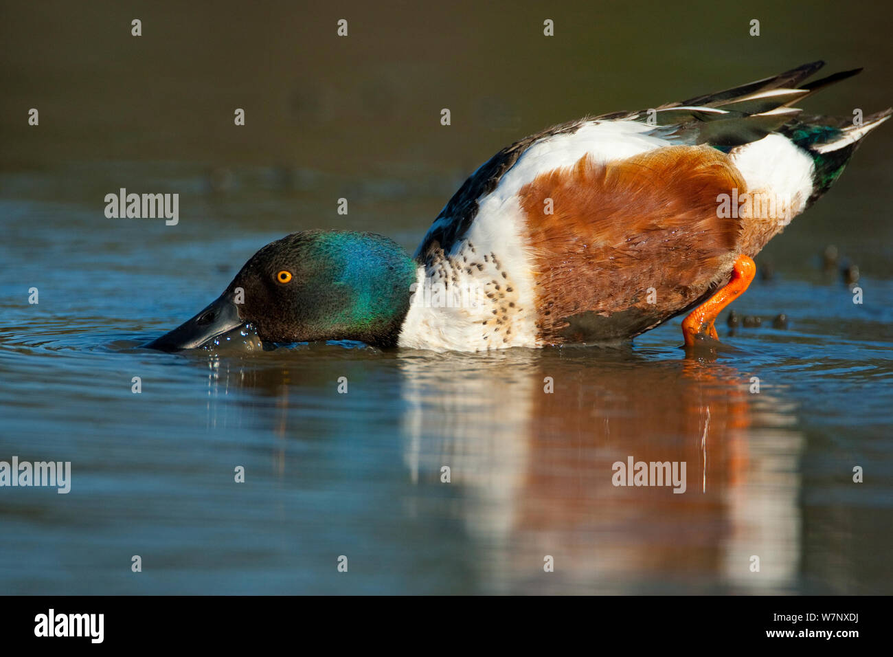 Anaheim ducks hi-res stock photography and images - Alamy