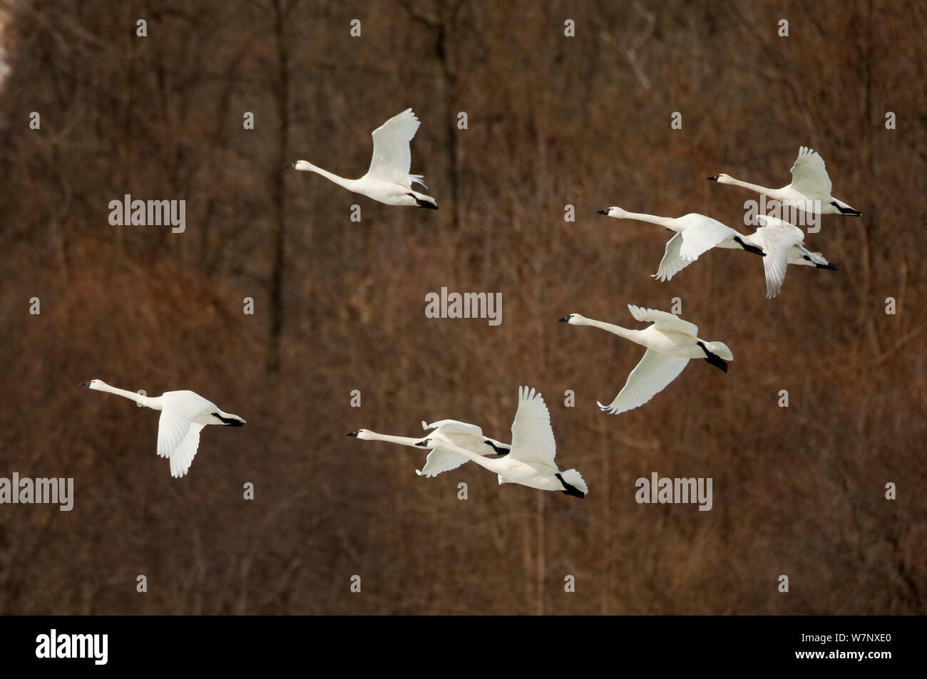 Tundra Swans (Cygnus columbianus) flock in flight during winter/spring migration. New York, USA, March. Stock Photo