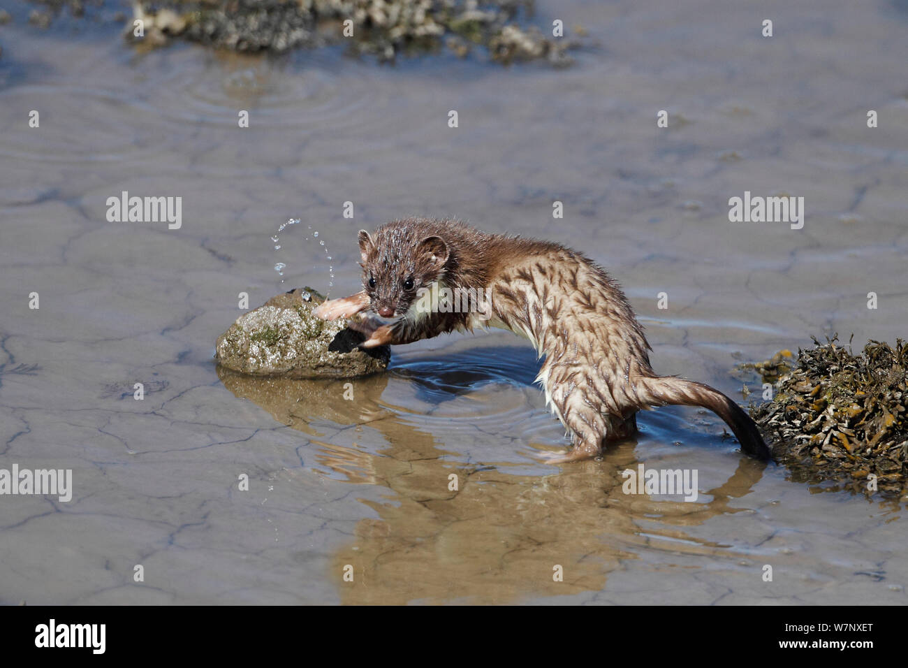 Young Stoat (Mustela erminea) on banks of river. North Wales, UK, June. Stock Photo