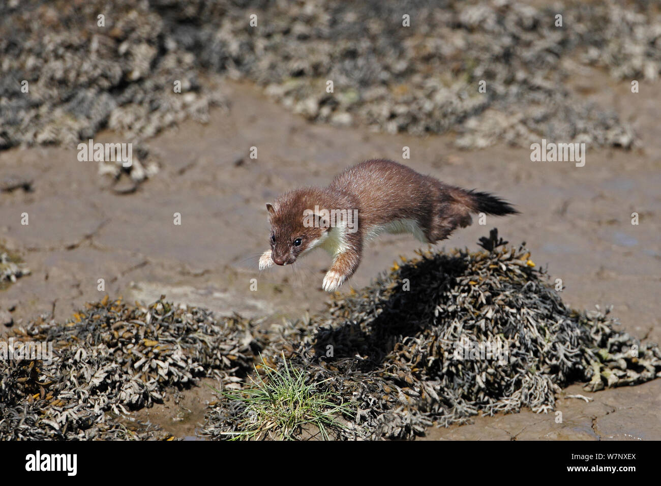 Stoat (Mustela erminea) young leaping over seaweed at side of river estuary. North Wales, UK, June. Stock Photo