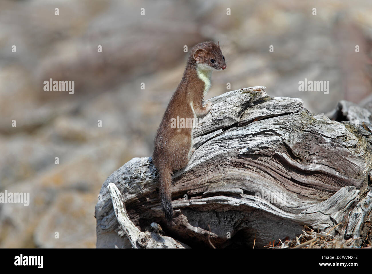 Uk weasels hi-res stock photography and images - Alamy Uk weasels hi-res stock photography and images - Alamy