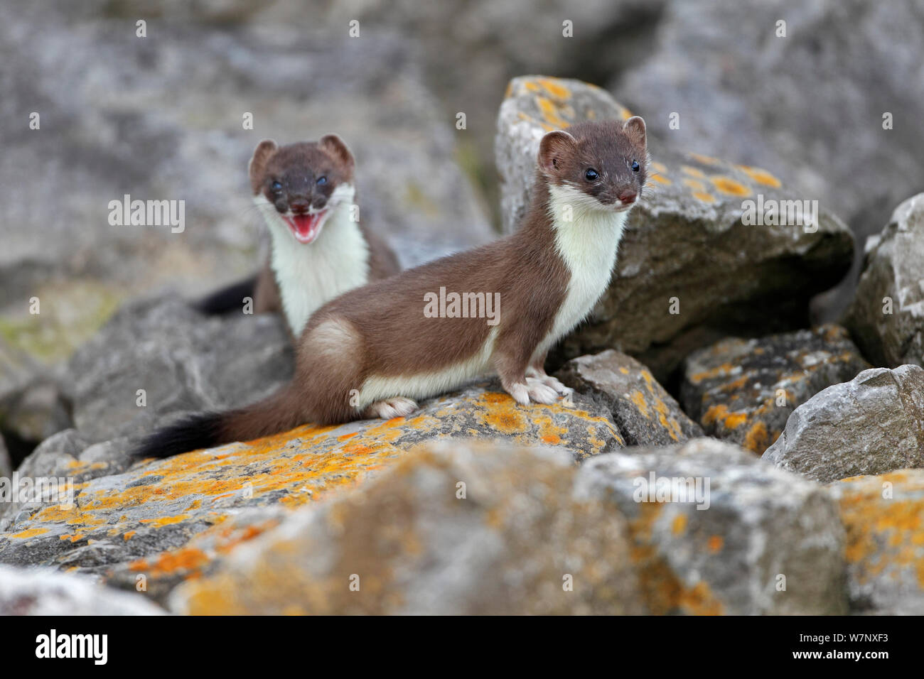 Stoat (Mustela erminea) young on rocks. North Wales, UK, June. Stock Photo