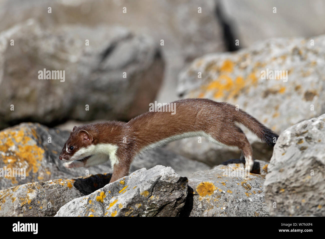 Stoat (Mustela erminea) young on rocks. North Wales, UK, June. Stock Photo