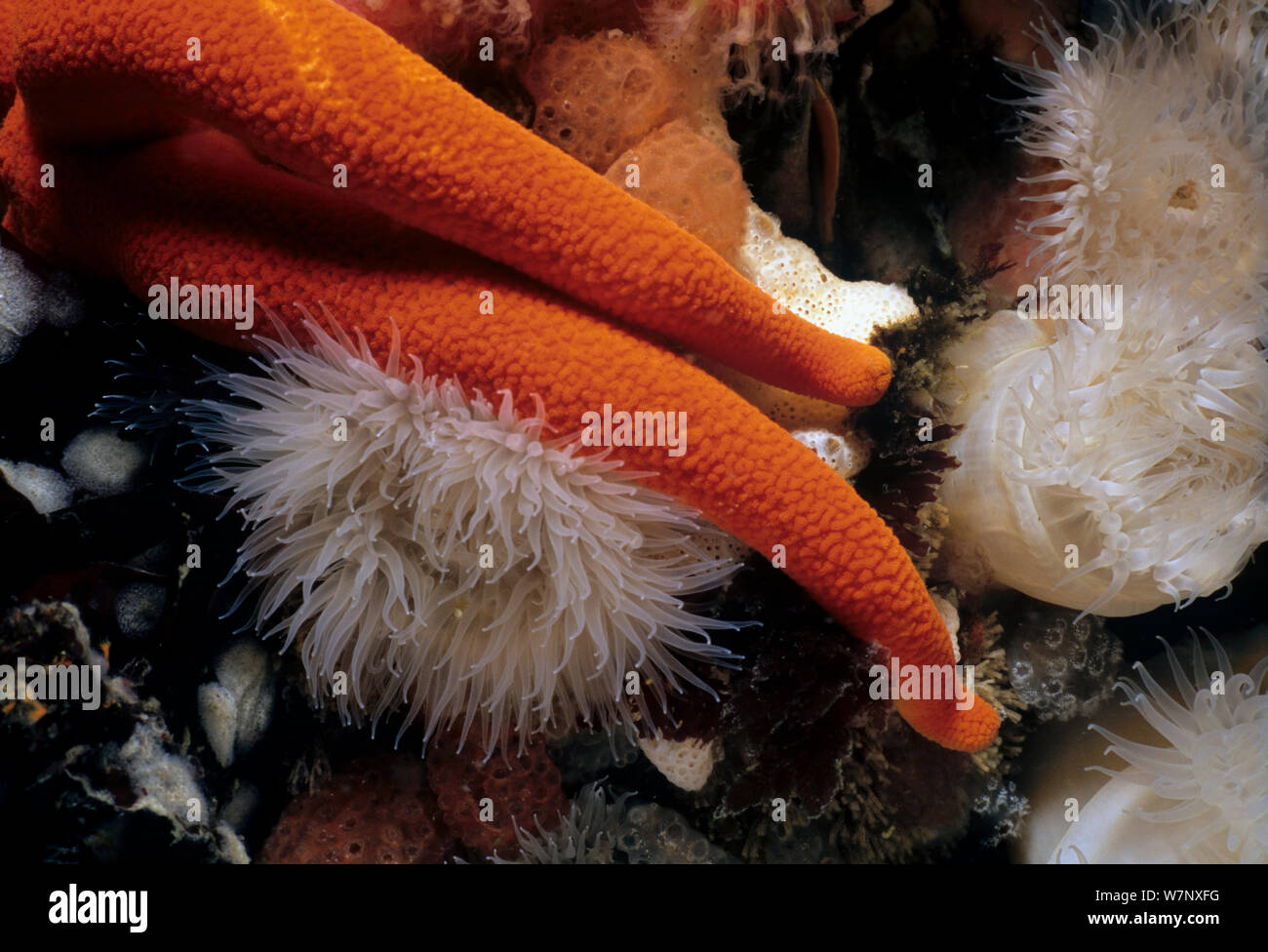 Blood Star (Henrica leviuscula) arms close up over sea anemones, Queen Charlotte Strait, British Columbia, Canada, North Pacific Ocean. Stock Photo