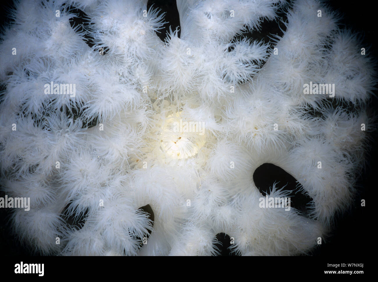 Close-up of White-Plumed Anemone (Metridium farcimen). Queen Charlotte Strait, British Columbia, Canada, North Pacific Ocean Stock Photo