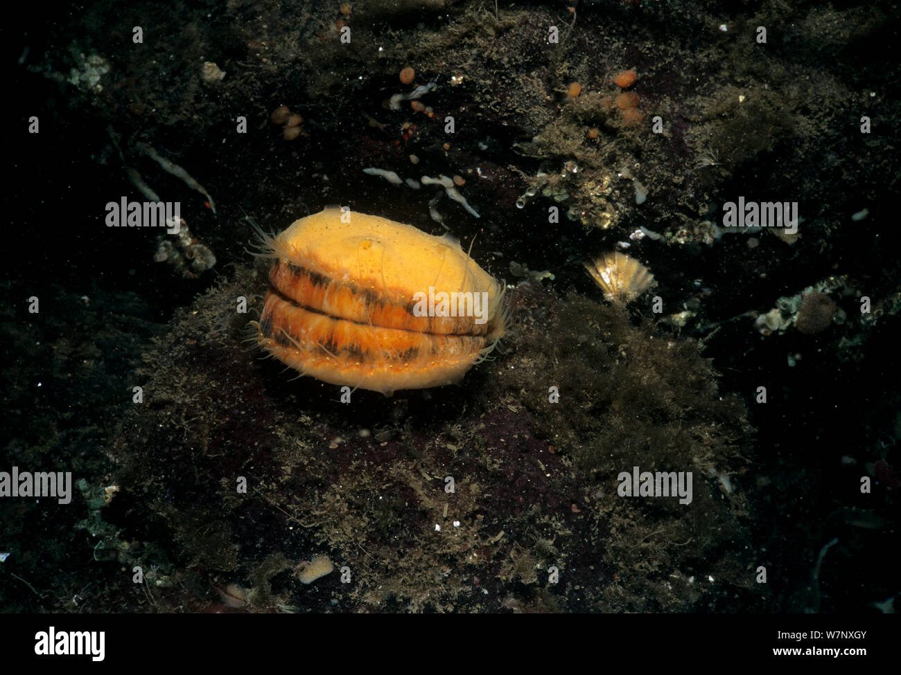 Spiny Pink Scallop (Chlamys hastata) encrusted with sponge, Vancouver Island, British Columbia, Canada, Pacific Ocean Stock Photo