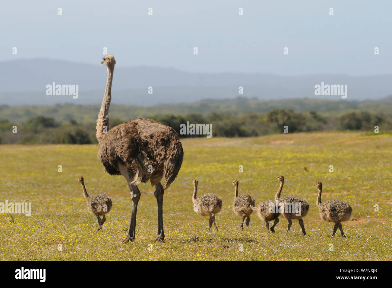 Ostrich (Struthio camelus) female with six young chicks. deHoop nature reserve, Western Cape, South Africa, September. Stock Photo