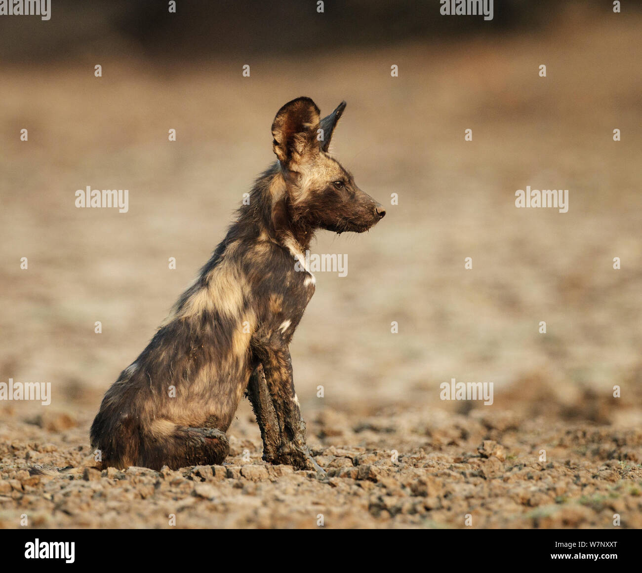 African Wild Dog Newborn