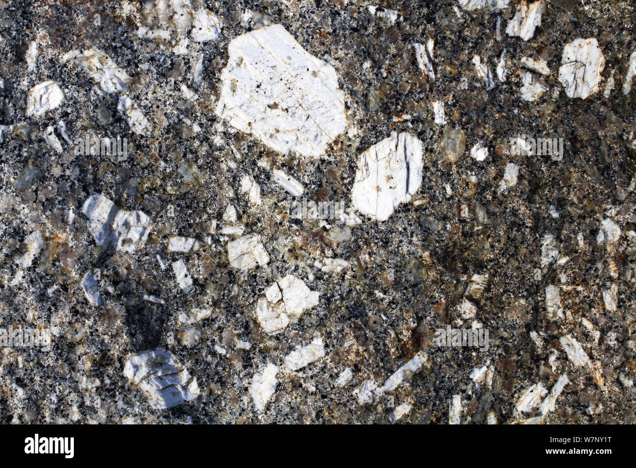 Large porphyritic crystals in granite. Devon, UK Stock Photo Alamy
