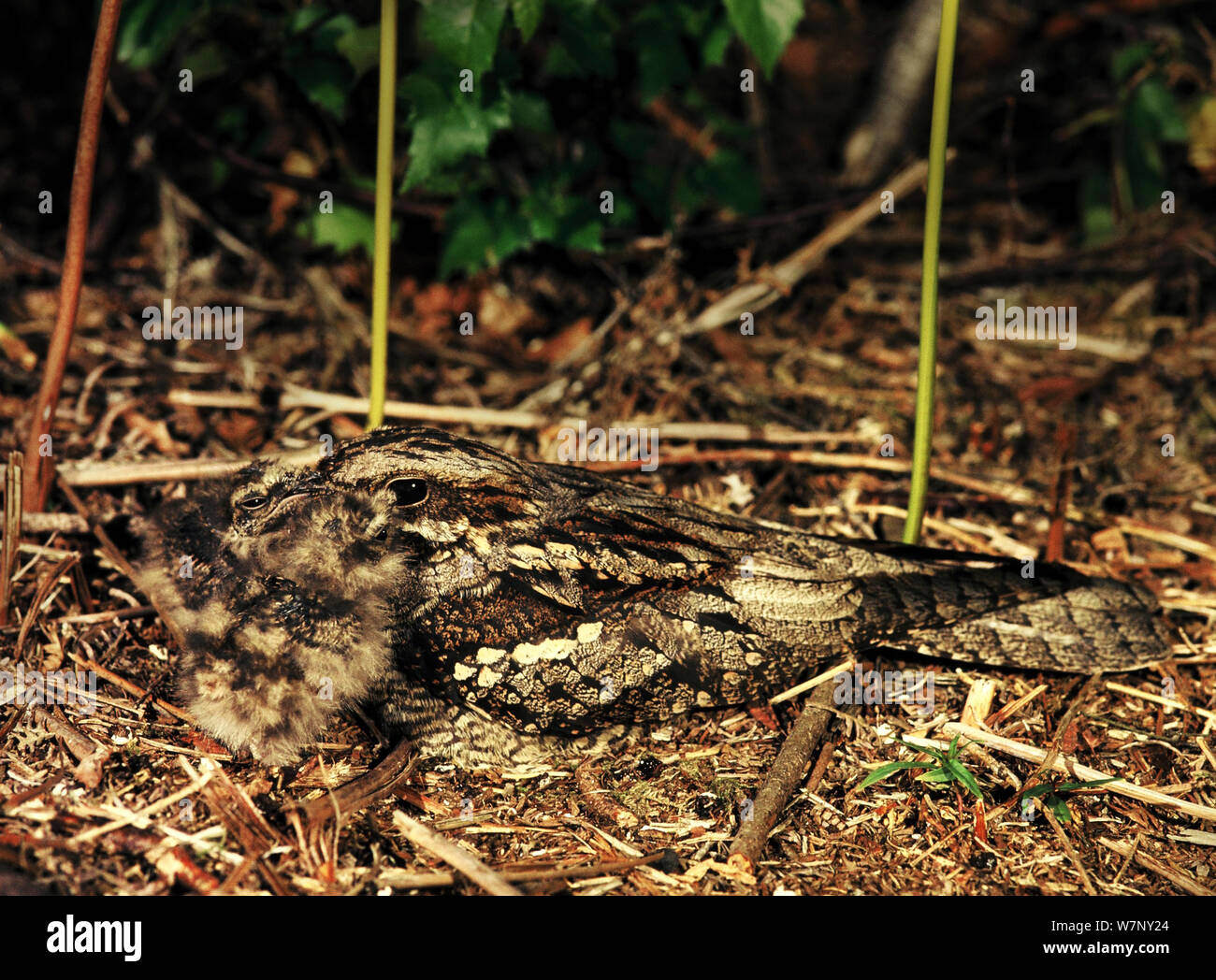 Nightjars uk hi-res stock photography and images - Alamy