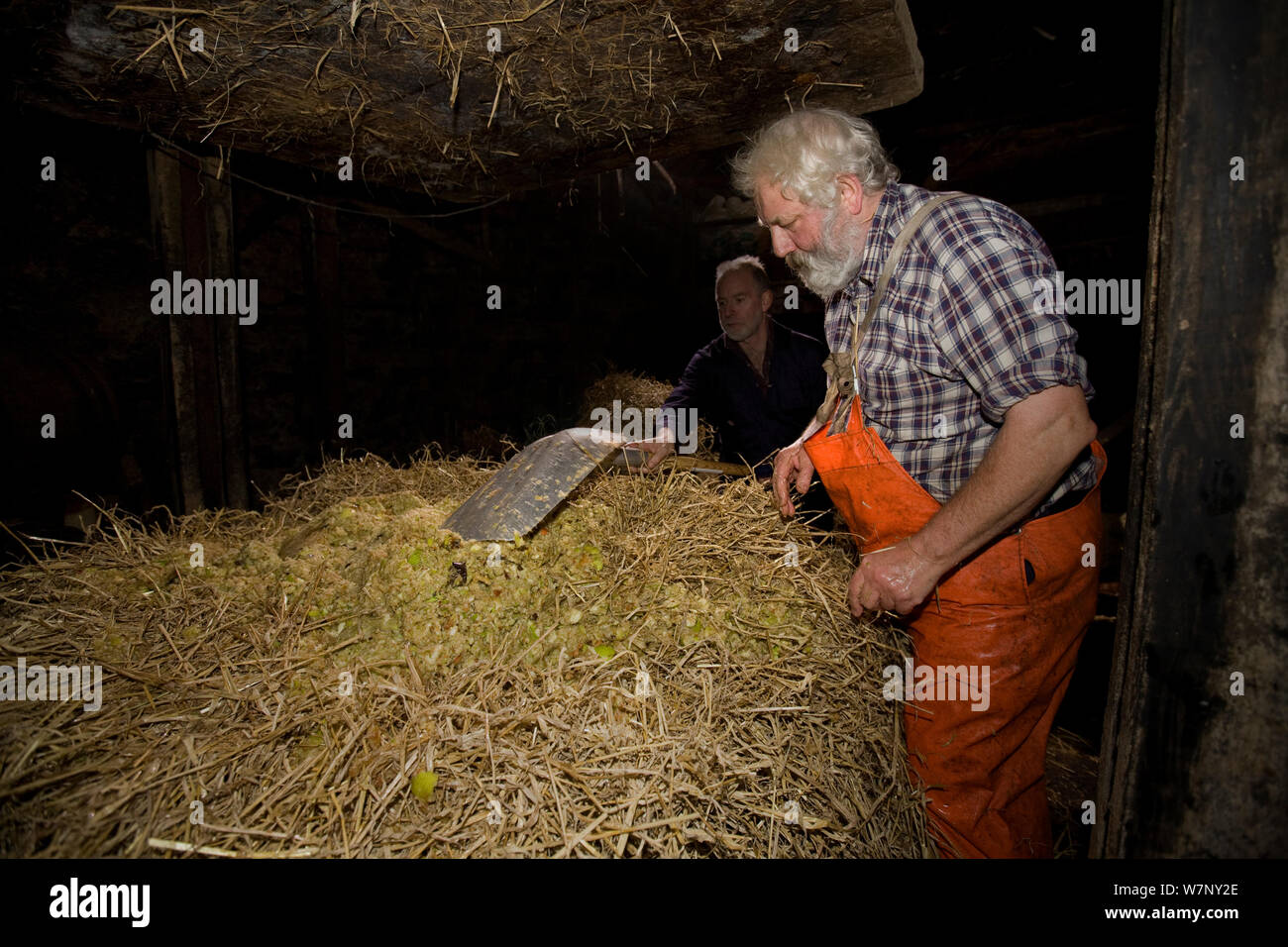 Cider maker Ron Barter treating hay as part of the production process. Devon, UK, November 2010. Stock Photo