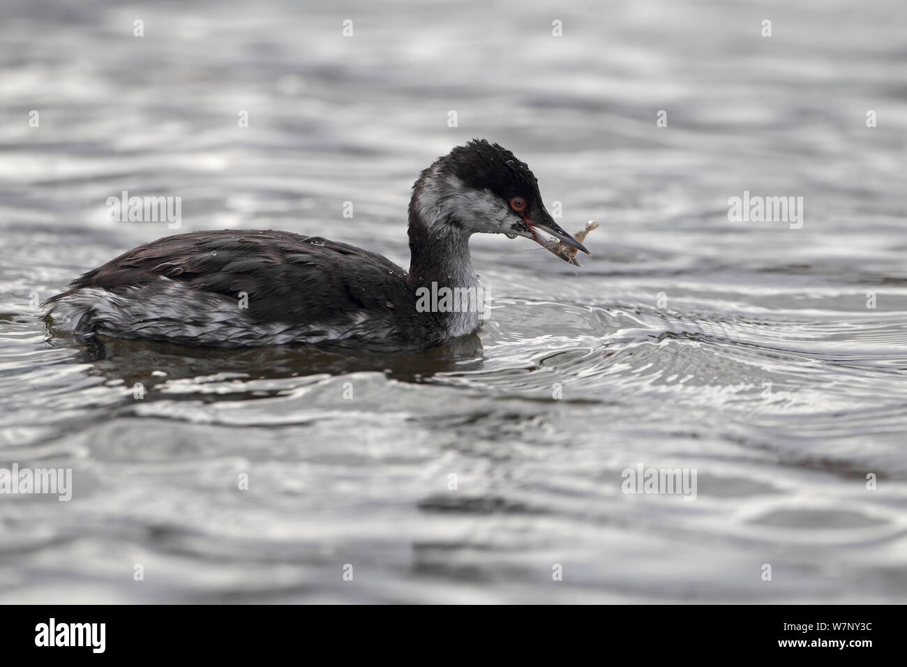 Slavonian Grebe (Podiceps auritus) eating a crustacean, Oulton Broad, Suffolk, UK, October Stock Photo