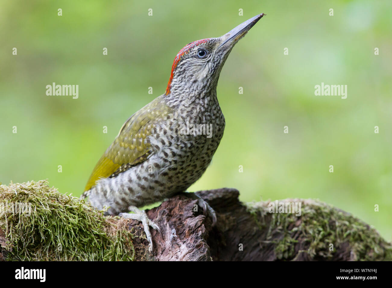 Green Woodpecker (Picus viridis) juvenile, Germany Stock Photo