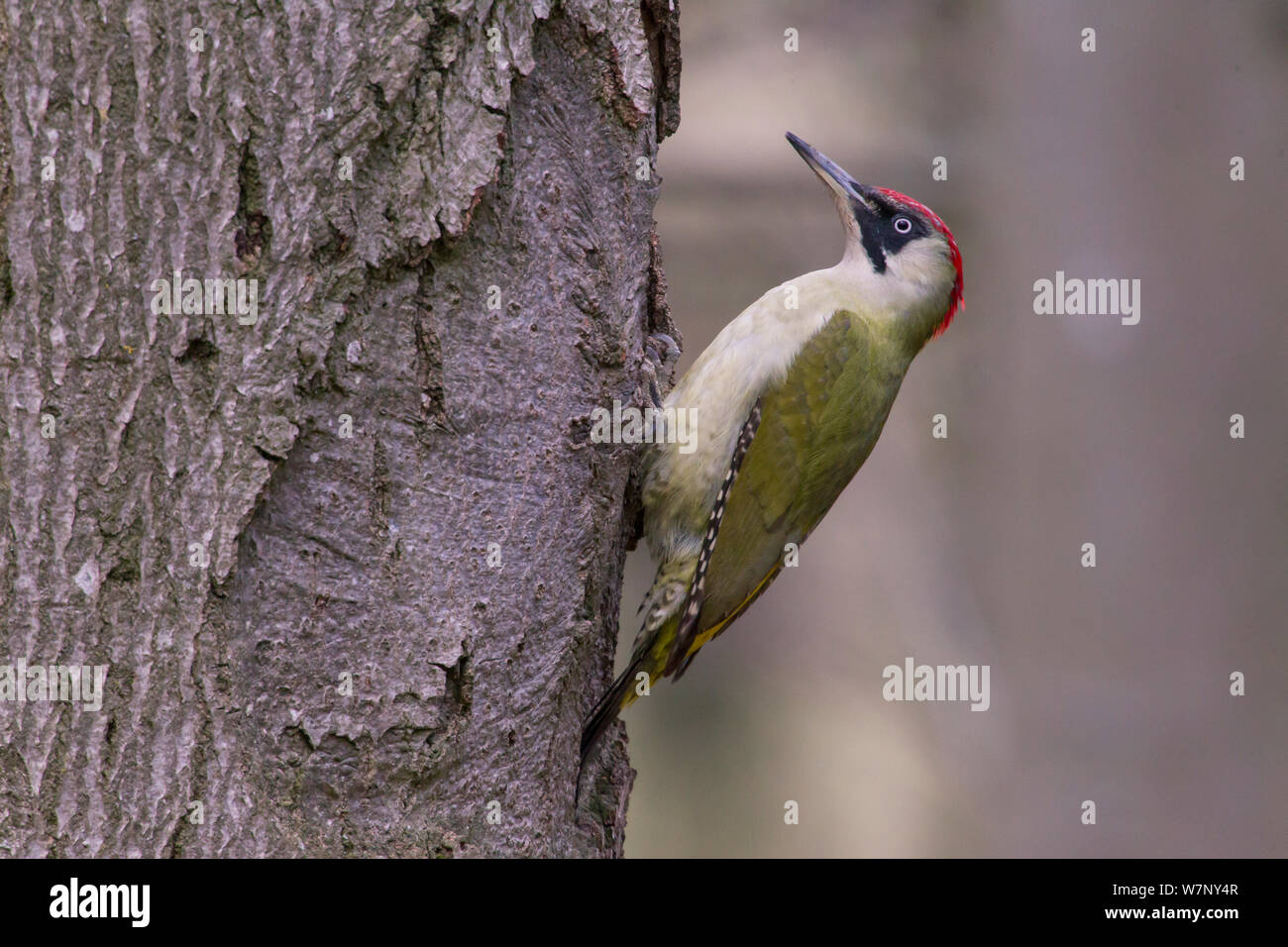 Green Woodpecker (Picus viridis) female on tree trunk, Germany Stock Photo