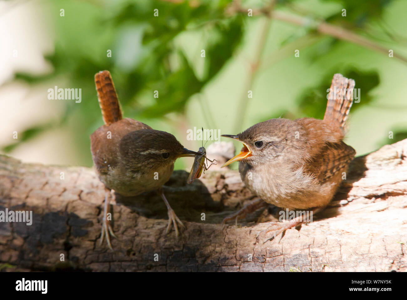 Wren (Troglodytes troglodytes) fledgling begging for food as parent offers grasshopper, Germany, July Stock Photo