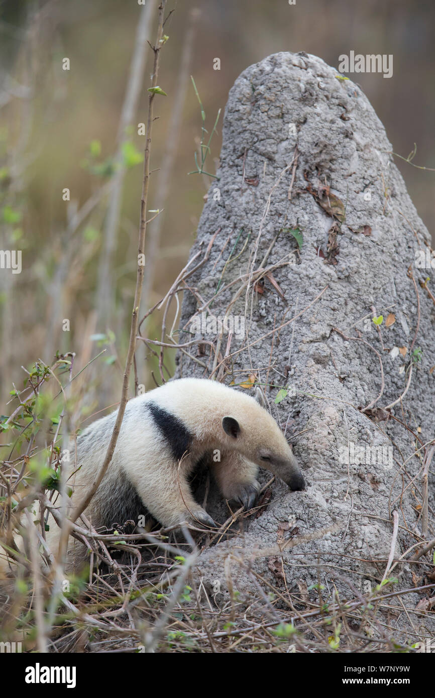 Tamandua Anteater GIF - Tamandua Anteater Not A Pet - Discover