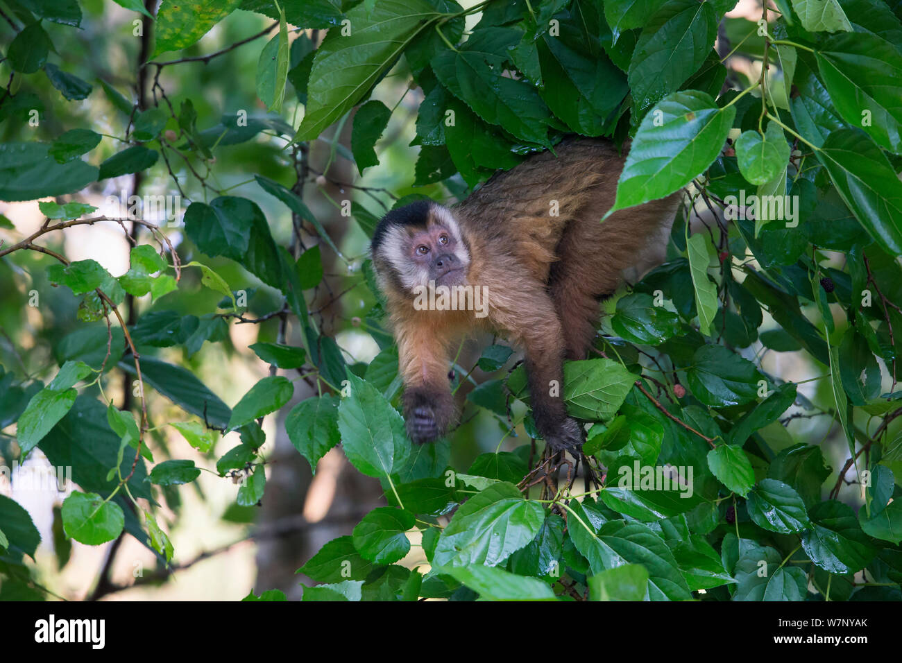 Brown Capuchin Monkey (Cebus apella) female, Mato Grosso do sul, Brazil Stock Photo