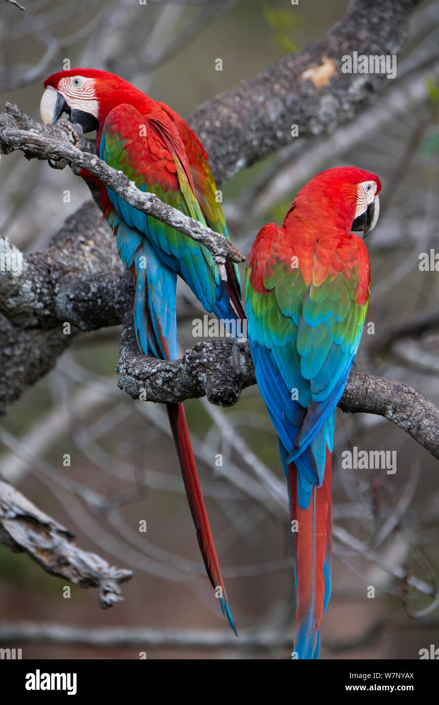 Red-and-Green Macaws (Ara chloropterus), Mato Grosso do sul, Brazil Stock Photo