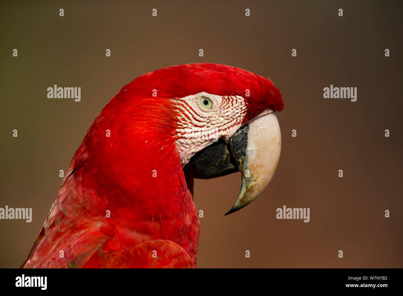 Red-and-Green Macaw (Ara chloropterus), Mato Grosso do sul, Brazil Stock Photo