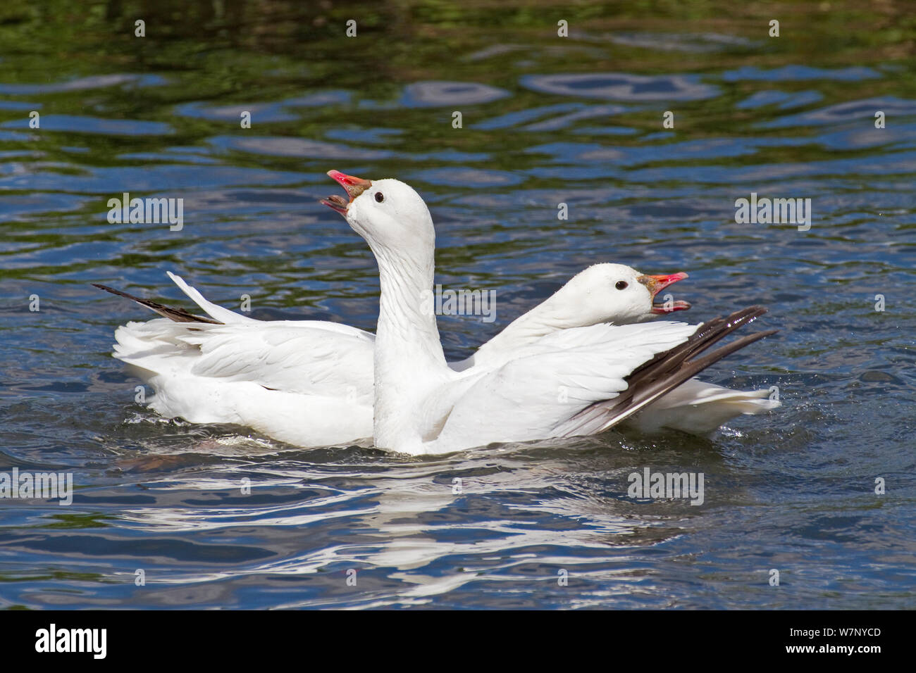 Ross's Geese (Chen rossii) displaying and calling on water. Captive. Endemic to Arctic Canada. Stock Photo