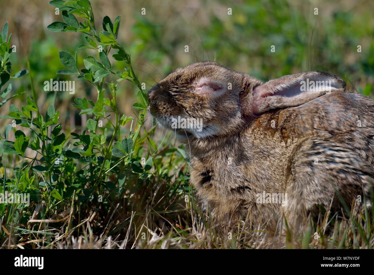 European Rabbit (Oryctolagus cuniculus) suffering from myxomatosis. West France, June. Stock Photo