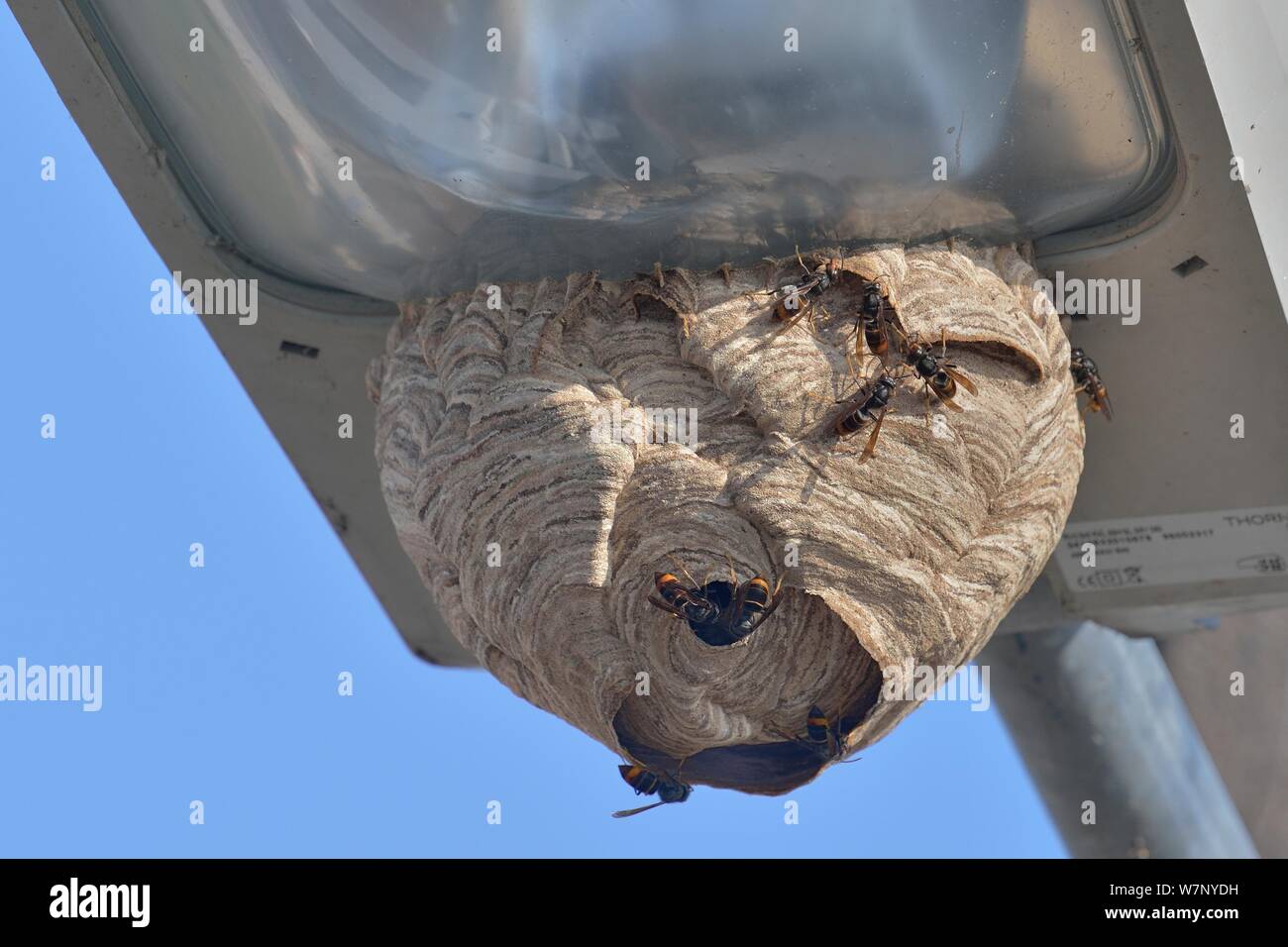 Asian Wasp (Vespa velutina) nest on street light. West France, Nantes, September. Stock Photo