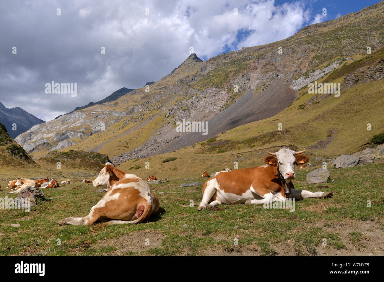 Montbaliarde Cattle (Bos taurus) herds in the mountain landscapes. Ossoue valley, French Pyrenees, September. Stock Photo