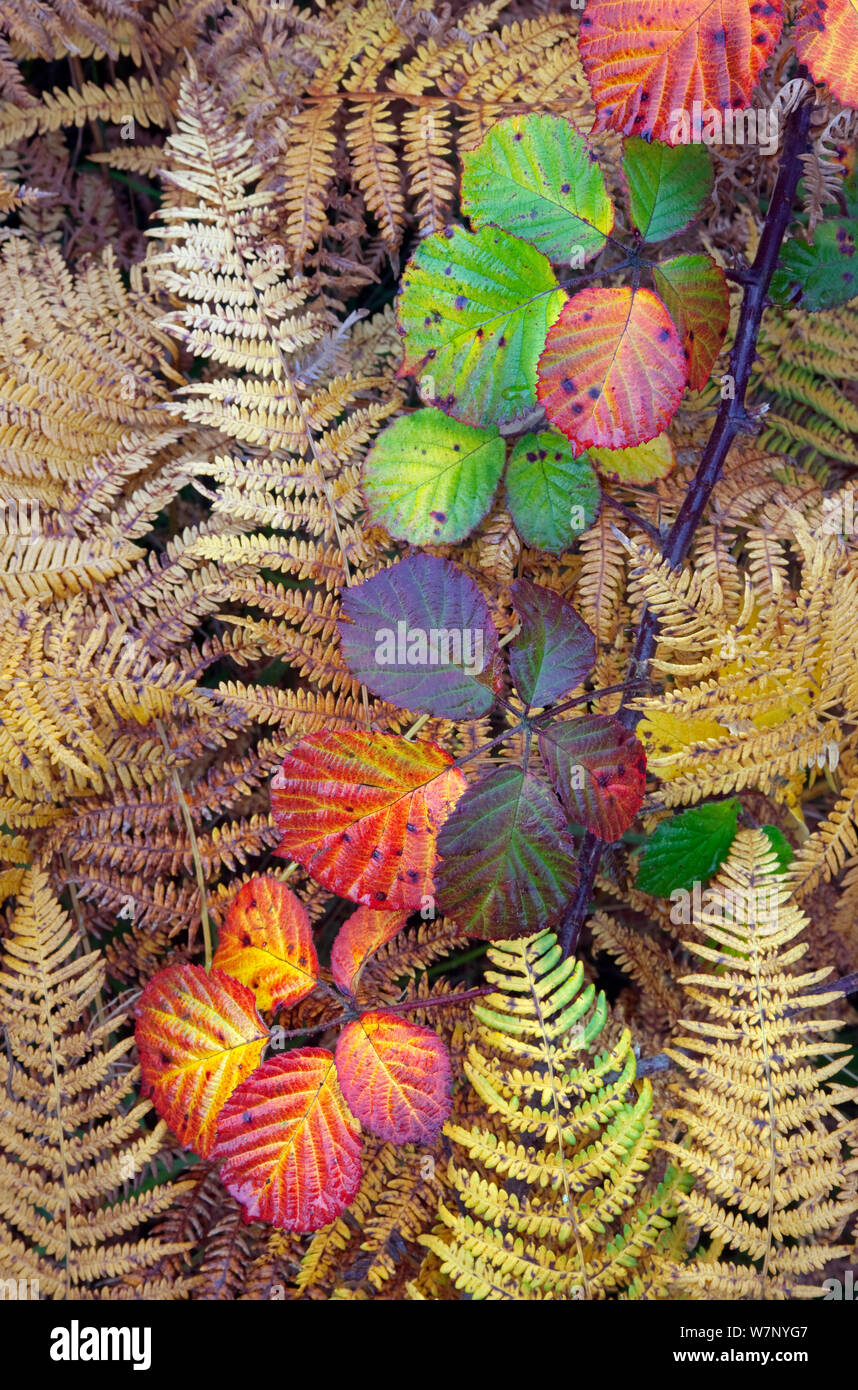 Bramble leaves (Rubus plicatus) and Bracken fronds (Pteridium sp) changing colour in autumn, Norfolk, England, October Stock Photo