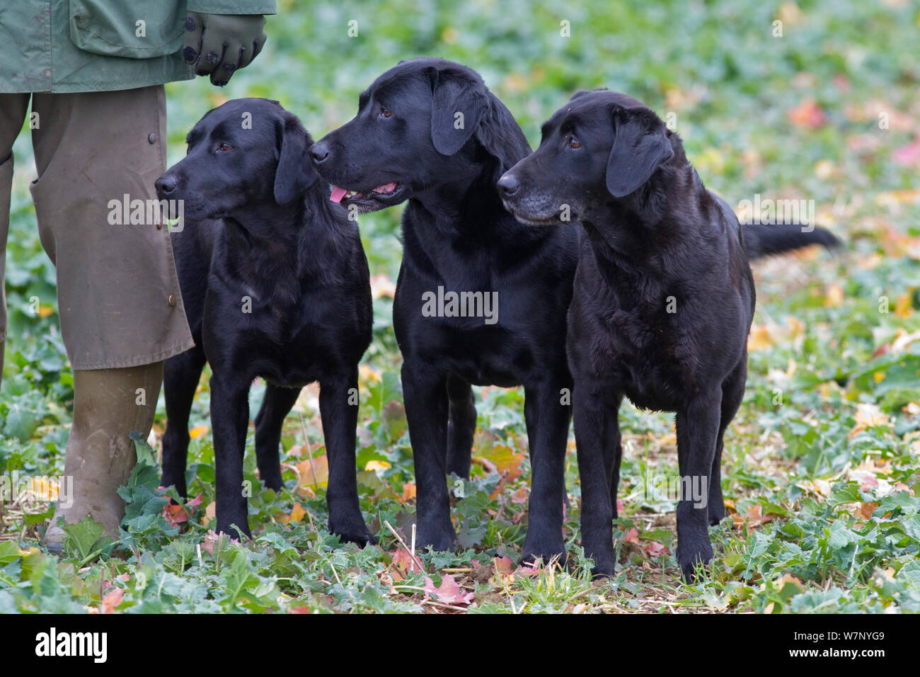 Black Labradors waiting to retrieve during pheasant shooting, Essex, November Stock Photo