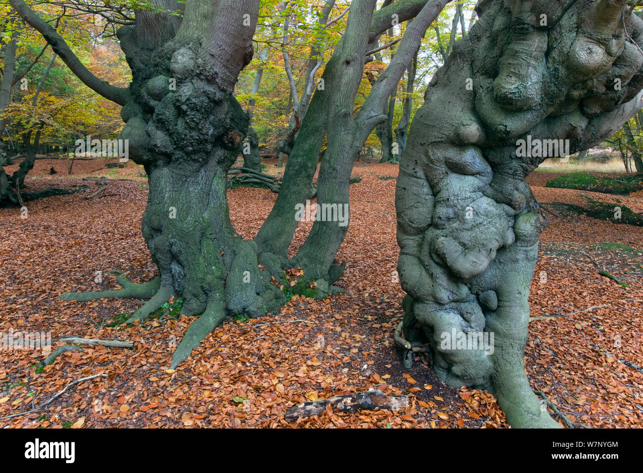 Epping Forest with ancient pollarded beech (Fagus sylvatica) Essex, November Stock Photo