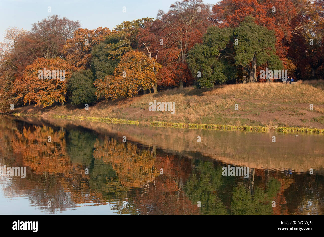 Trees reflectioned in lake at Holkham Park, with people sitting on tree trunk, Norfolk, UK, November Stock Photo