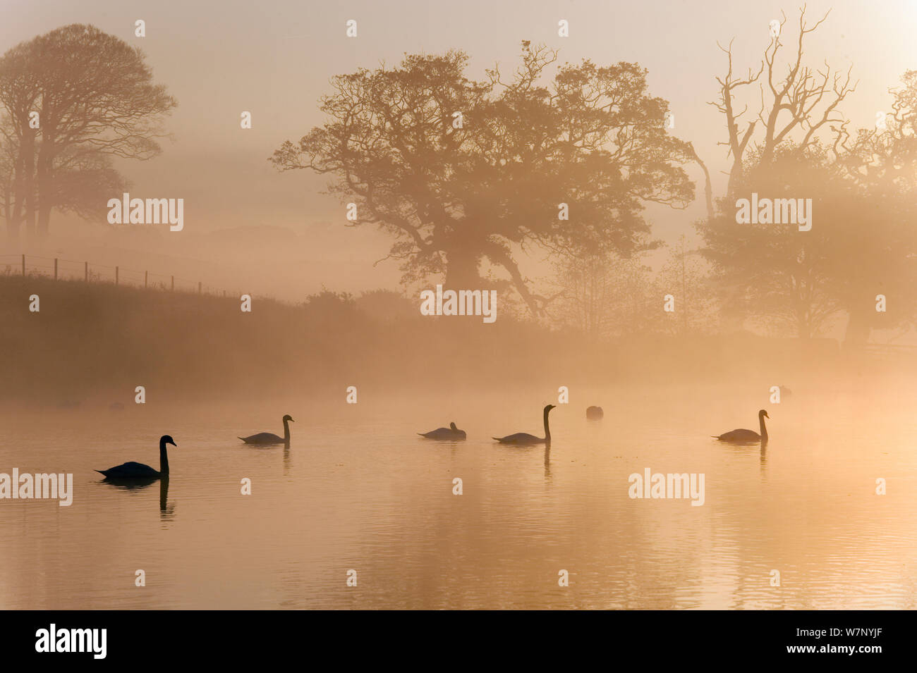 Mute Swans (Cygnus olor) silhouetted on water at sunrise on foggy morning, Felbrigg, Norfolk, November Stock Photo
