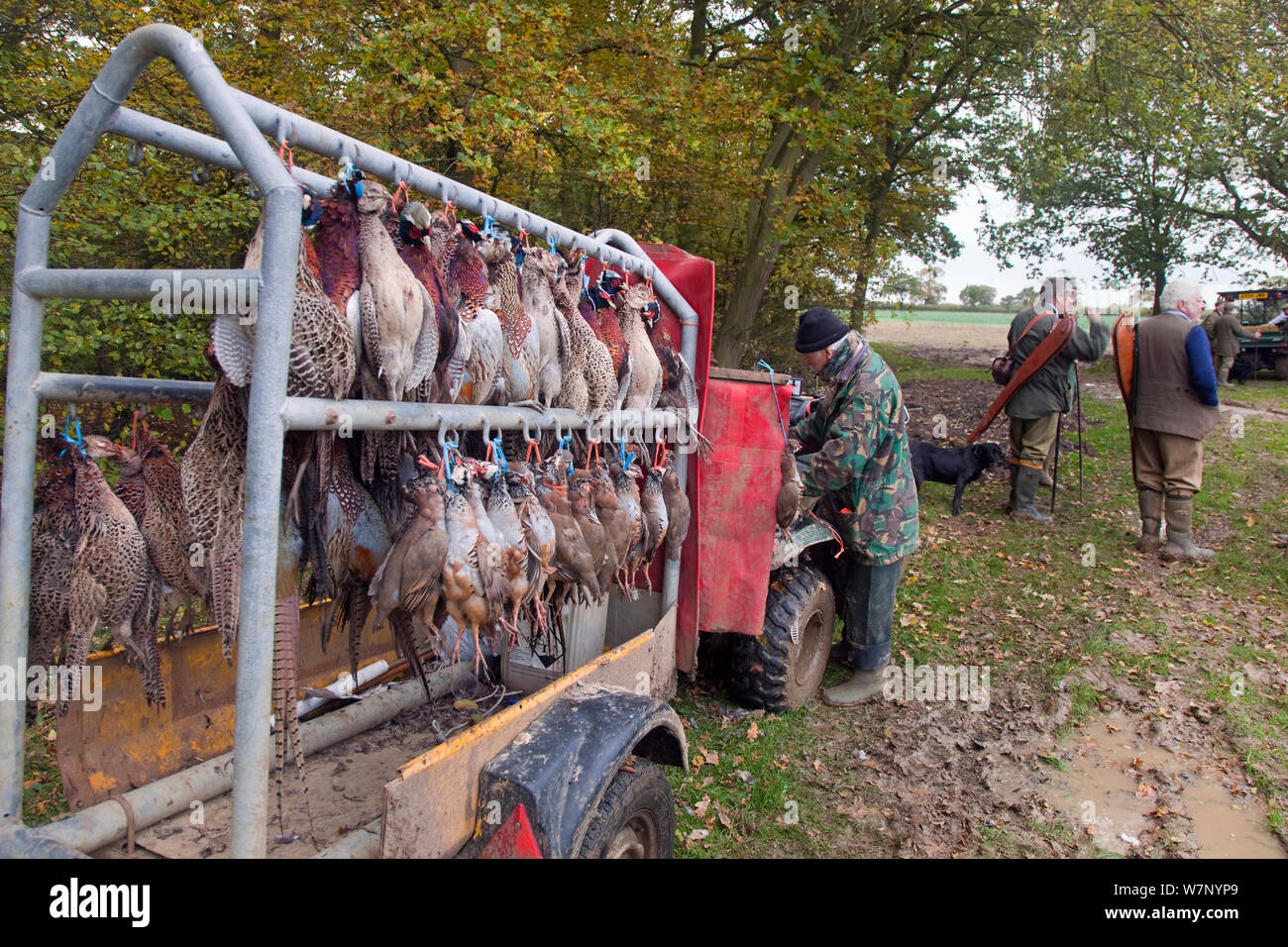 Dead shot  pheasant and partridge (Phasianidae) hung up on trolley during shoot, Essex, November 2012 Stock Photo