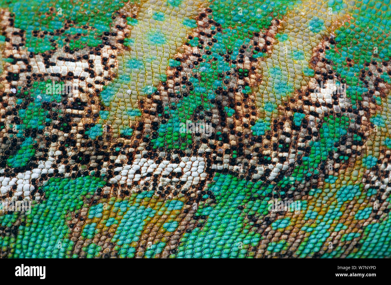 Yemen or Veiled Chameleon (Chamaeleo calyptratus) close-up of skin, captive from the Middle-East Stock Photo