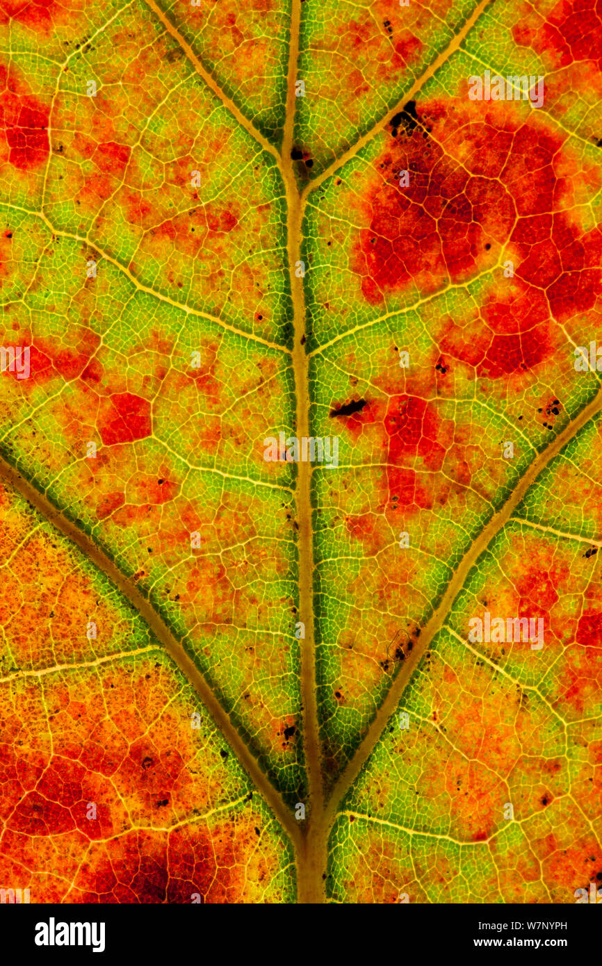 Close-up of Blackjack oak (Quercus marilandica) leaf close up changing colour, Pinelands Reserve, New Jersey, USA, October. Stock Photo