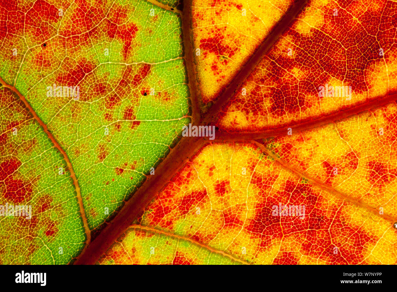 Close-up of Blackjack oak (Quercus marilandica) leaf close up changing colour, Pinelands Reserve, New Jersey, USA, October. Stock Photo