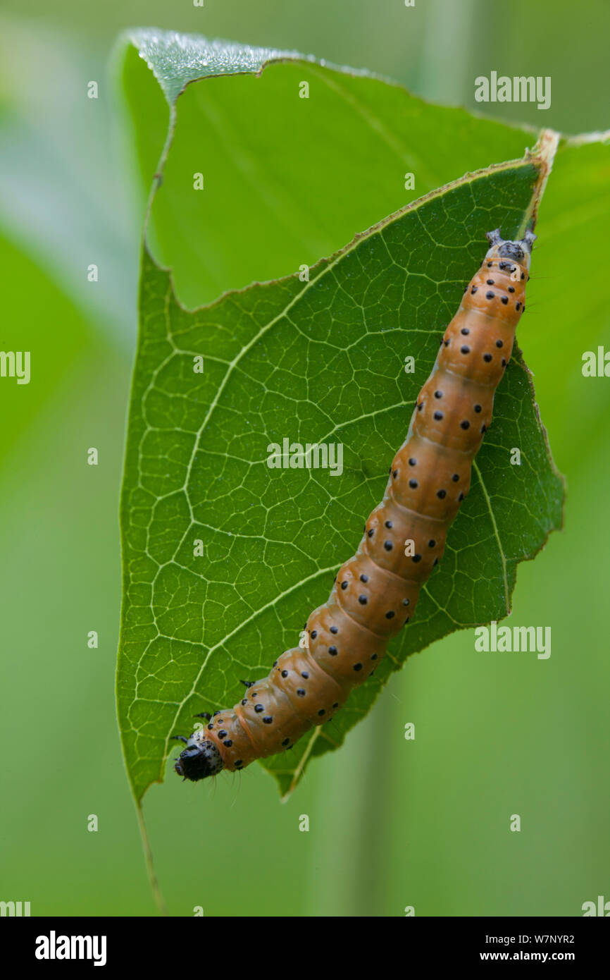 Dogbane saucrobotys moth (Saucrobotys futilalis) caterpillar on Indian hemp (Apocynum cannabinum) leaf, Pennsylvania, USA, June. Stock Photo