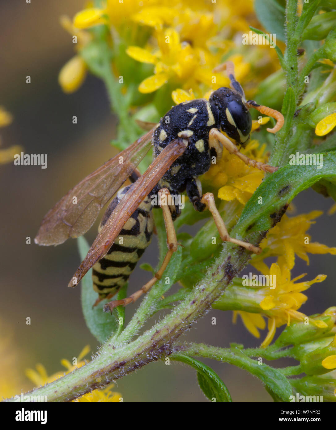 European paper wasp (Polistes dominula) resting overnight on Goldenrod (Solidago), Pennsylvania, USA, October Stock Photo
