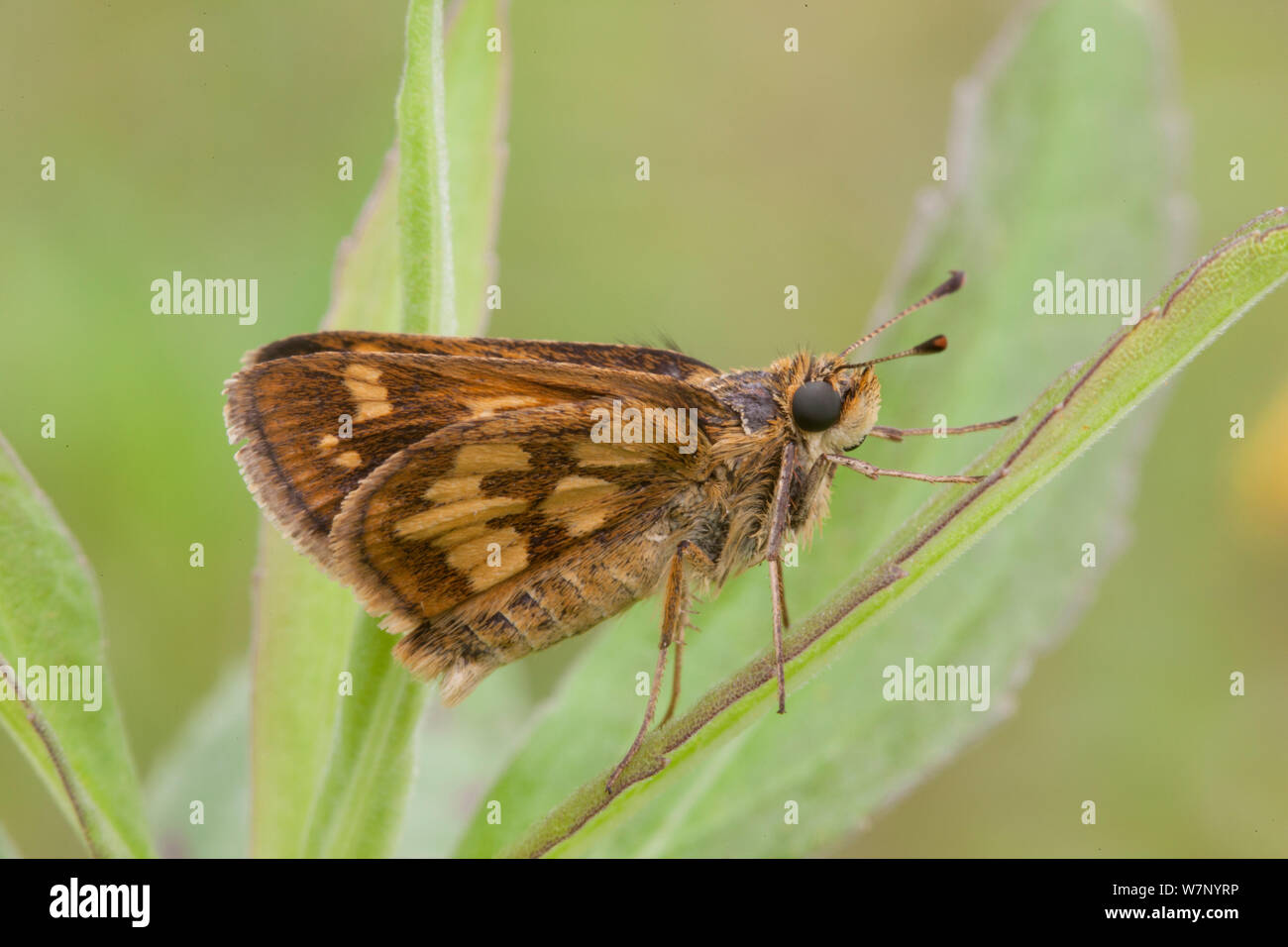 Peck's skipper butterfly (Polites peckius) roosting on Goldenrod (Solidago) leaf, Pennsylvania, USA, August. Stock Photo