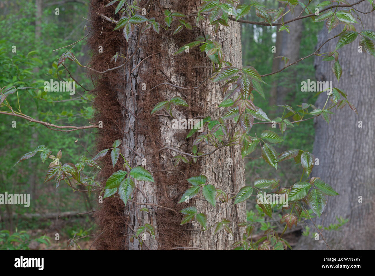 Poison ivy (Toxicodendron radicans) vine on tree, Pennsylvania, USA, April. Stock Photo