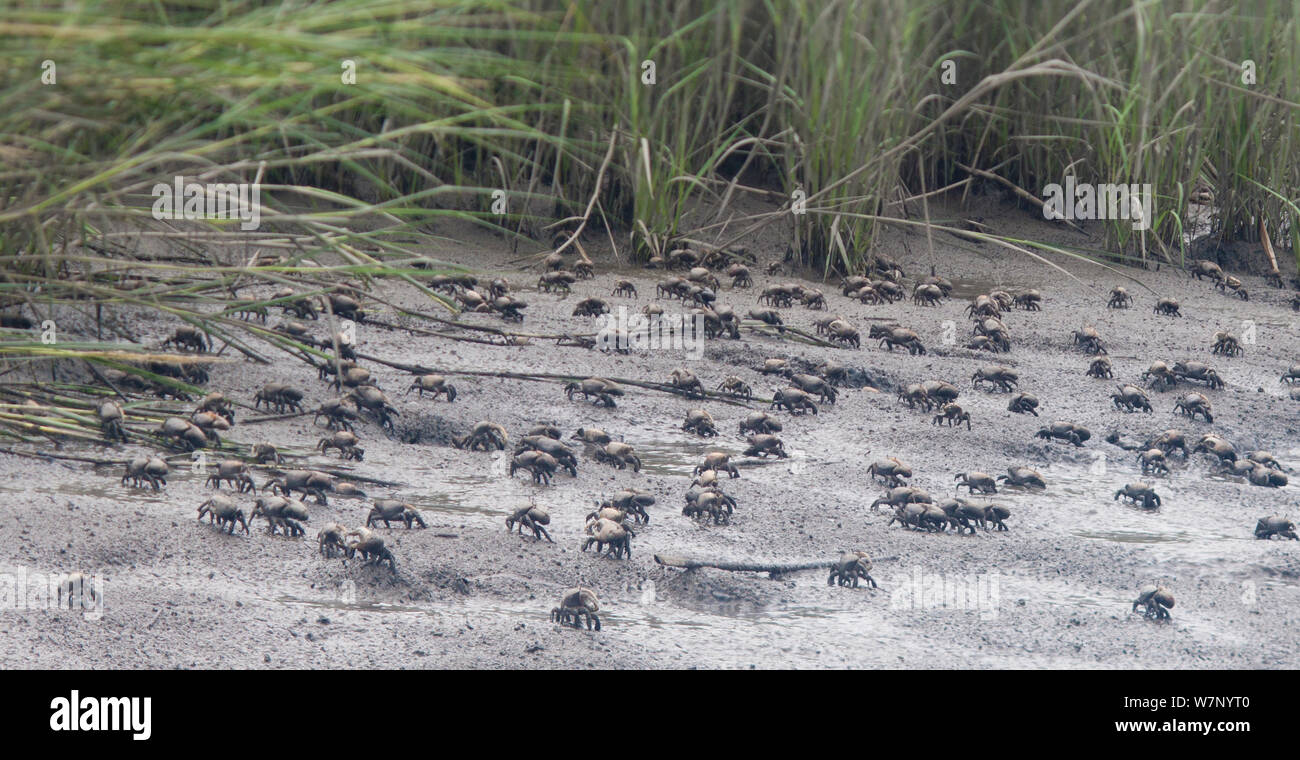 Large group of Red-jointed fiddler crabs (Uca minax) on a mudflat, Stowe Creek, Salem County, New Jersey, USA, August. Stock Photo