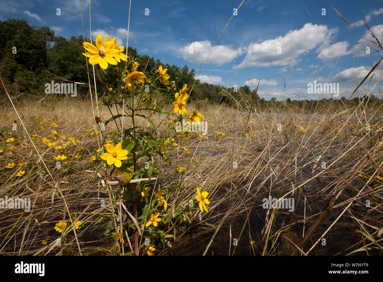 Showy bur marigold (Bidens laevis) in the riparian zone of the Manumuskin River, New Jersey, USA, September Stock Photo