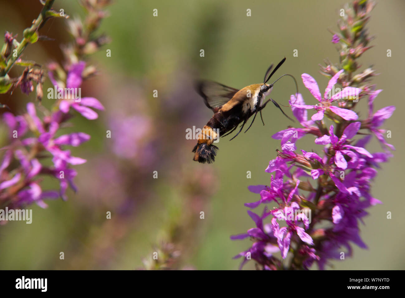 Snowberry clearwing (Hemaris diffinis) feeding at a Purple loosestrife (Lythrum salicaria) flower, Salem County, New Jersey, USA, August. Stock Photo