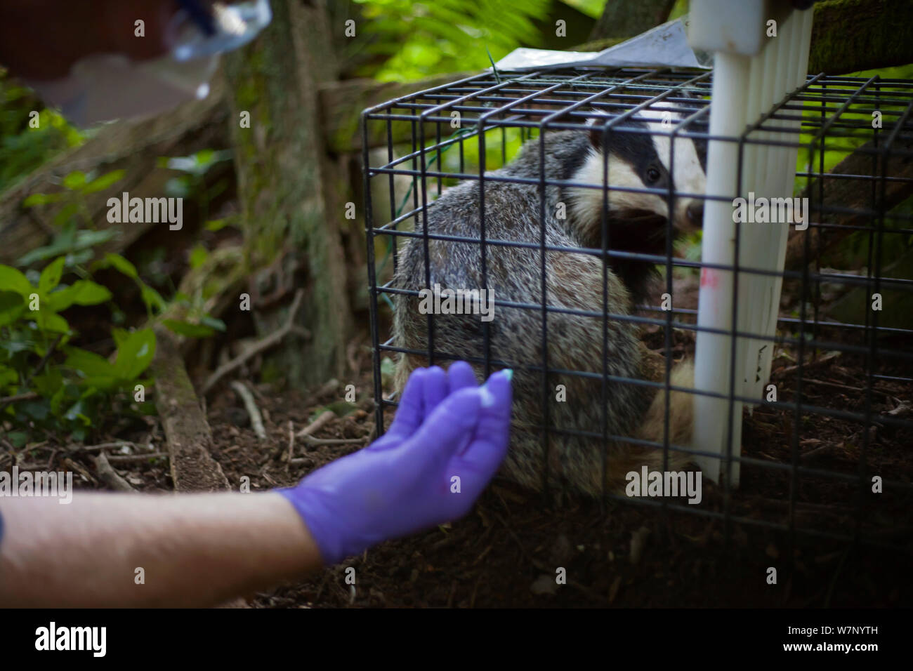 European Badger (Meles meles) trapped in a cage trap is vaccinated by Defra field worker against bovine tuberculosis (bTB) during vaccination trials in Gloucestershire, UK June 2011. Stock Photo