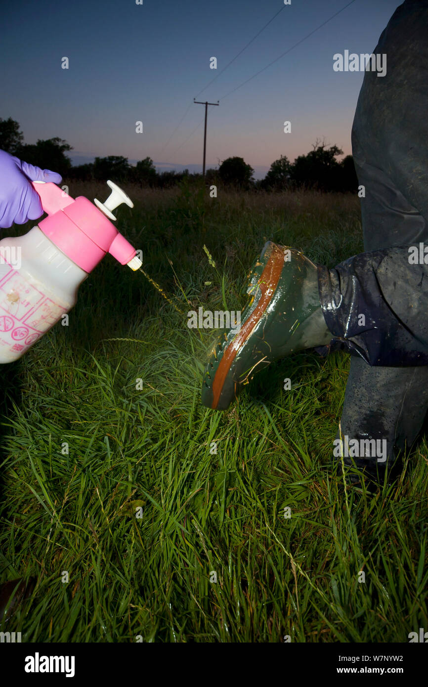 As part of biosecurity measures, Defra Field Workers sterilise their boots during European Badger (Meles meles) bovine tuberculosis vaccination trials in Gloucestershire, UK June 2011. Stock Photo